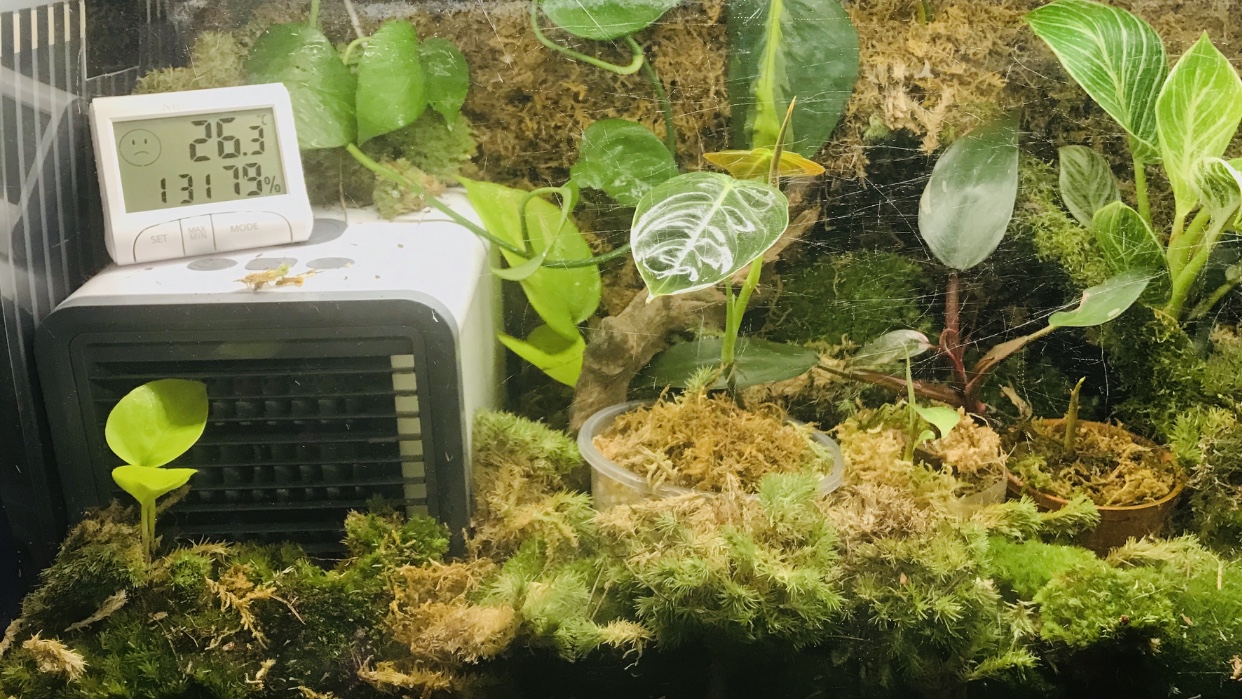 Tropische planten met terrarium verwarming